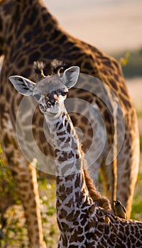 Portrait of a baby giraffe. Kenya. Tanzania. East Africa.
