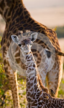 Portrait of a baby giraffe. Kenya. Tanzania. East Africa.