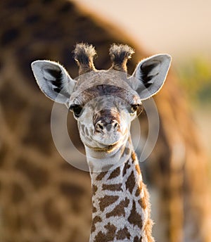 Portrait of a baby giraffe. Kenya. Tanzania. East Africa.