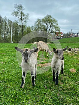 Portrait of baby goats and a mother goat