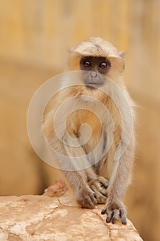 Portrait of a baby Gray Langur near Amber fort, Rajasthan, India