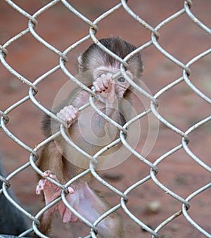 Portrait of a baby monkey in a zoo cage.