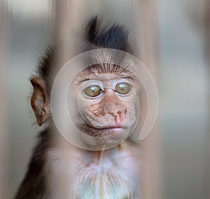 Portrait of a baby monkey in a zoo cage.