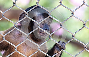 Portrait of a baby monkey in a zoo cage.