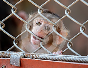 Portrait of a baby monkey in a zoo cage.