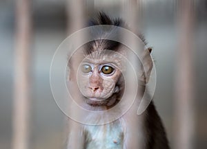 Portrait of a baby monkey in a zoo cage.