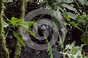 Portrait of baby mountain gorilla, Bwindi Impenetrable Forest Na