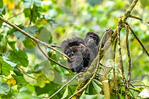 Portrait of a baby mountain gorilla Gorilla beringei beringei, Bwindi Impenetrable Forest National Park, Uganda.
