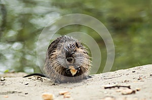 Baby nutria eating on the land in border river