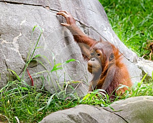 Portrait of baby orangutan