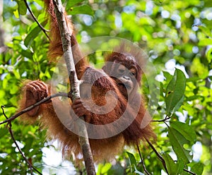 Portrait of a baby orangutan. Close-up. Indonesia. The island of Kalimantan (Borneo).