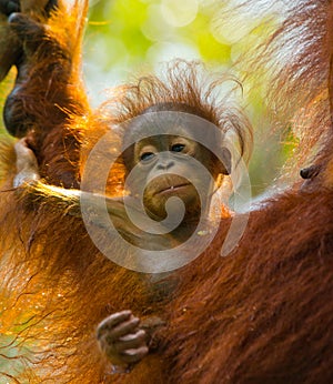 Portrait of a baby orangutan. Close-up. Indonesia. The island of Kalimantan Borneo.