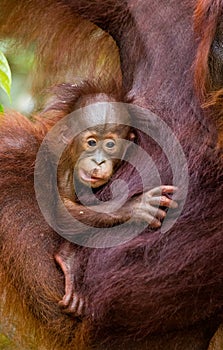 Portrait of a baby orangutan. Close-up. Indonesia. The island of Kalimantan Borneo.