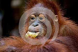 Portrait of a baby orangutan. Close-up. Indonesia. The island of Kalimantan (Borneo).