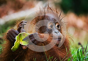 Portrait of a baby orangutan. Close-up. Indonesia. The island of Kalimantan (Borneo). photo