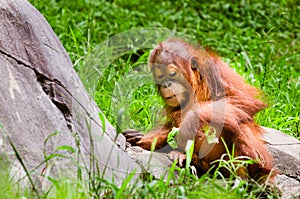 Portrait of baby orangutan