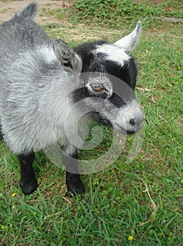Portrait of a Baby Pygmy Goat