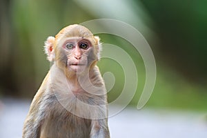 Portrait of a Baby Rhesus macaque monkey