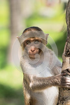 Portrait of a Baby Rhesus macaque monkey (Macaca mulatta)