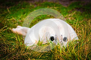 Portrait of baby seal lying on the beach