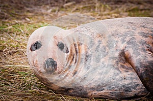 Portrait of baby seal lying on the beach