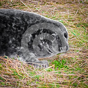 Portrait of baby seal lying on the beach