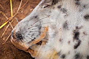 Portrait of baby seal lying on the beach