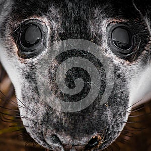 Portrait of baby seal lying on the beach