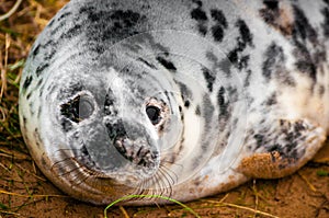 Portrait of baby seal lying on the beach