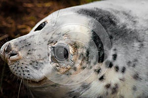 Portrait of baby seal lying on the beach