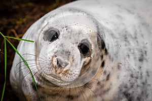 Portrait of baby seal lying on the beach