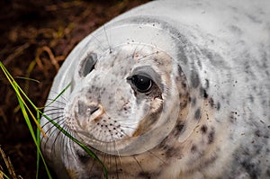 Portrait of baby seal lying on the beach