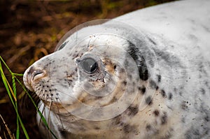 Portrait of baby seal lying on the beach