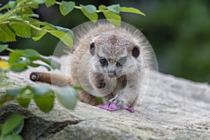 Portrait of baby,young Meerkat Suricata suricatta, African native animal, small carnivore.