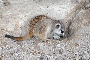 Portrait of baby,young Meerkat Suricata suricatta, African native animal, small carnivore.