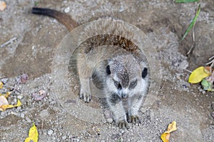 Portrait of baby,young Meerkat Suricata suricatta, African native animal, small carnivore.