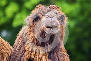 Portrait of a bactrian camel