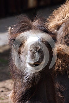Portrait of a bactrian camel