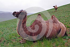 The portrait of bactrian camel, camel bactrianus pasturing in mongolian steppe