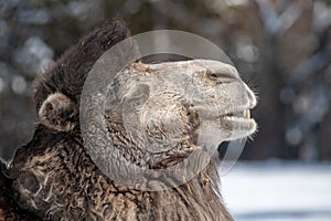 Portrait of a Bactrian camel or Camelus bactrianus