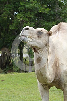 A portrait of a Bactrian camel, Camelus bactrianus