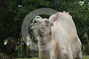 A portrait of a Bactrian camel, Camelus bactrianus,