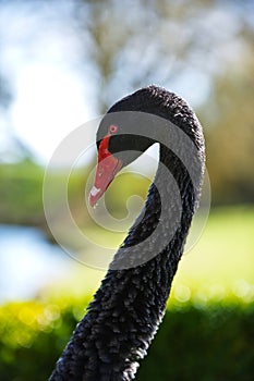 Portrait of balck swan with long neck