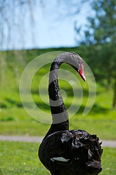 Portrait of balck swan with long neck