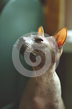 Portrait of a bald cat. Don Sphynx cat breed