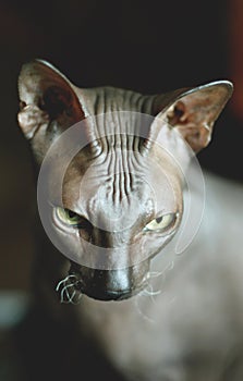 Portrait of a bald cat. Don Sphynx cat breed