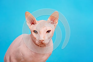 Portrait of a bald cat of pink color. Cat breed Don Sphynx on a blue background