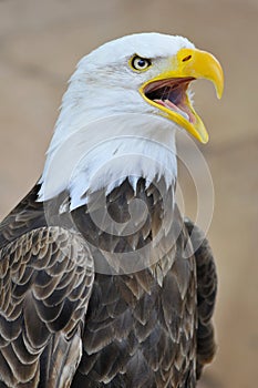 Portrait of bald eagle