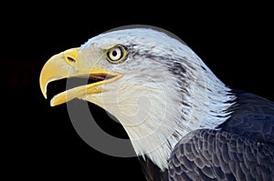 Portrait of bald eagle