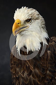 Portrait of Bald Eagle